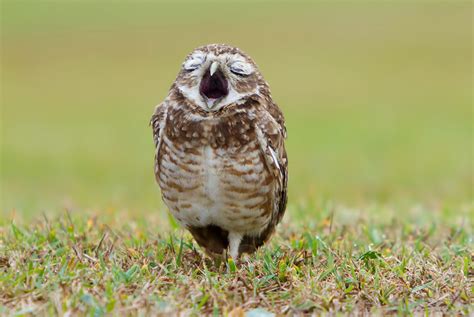 Yawning Owl Photo One Big Photo