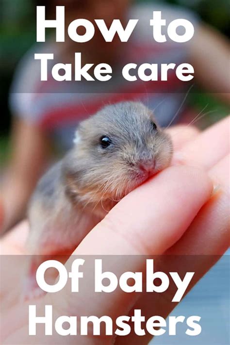 How To Take Care Of Baby Hamsters Hamsters 101