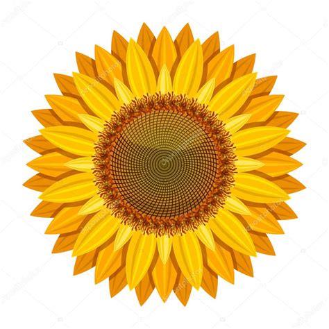 Sunflower Vector Isolated On White Background Yellow Sun Flower