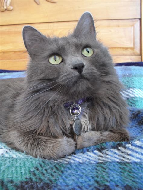 Russian Blue Cats Long Hair Isabeau The Nebelung Cat Looks Pensively