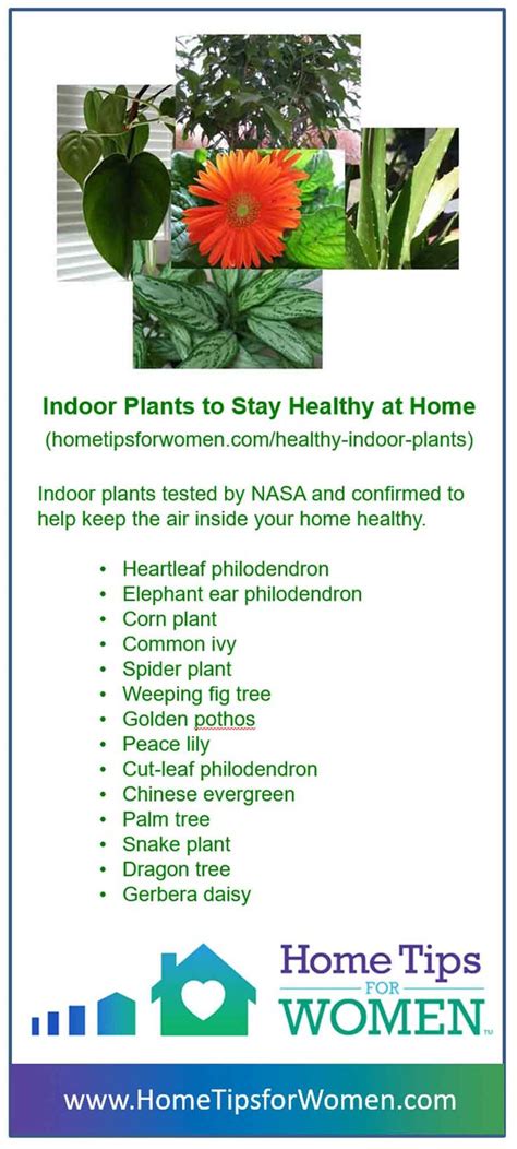 Indoor Plants That Keep You Healthy At Home Home Tips For Women