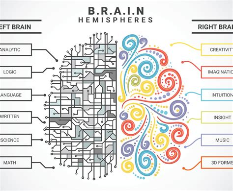Human Brain Hemispheres Vector Art And Graphics