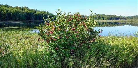 Adirondack Shrubs Northern Wild Raisin Viburnum Nudum Var Cassinoides