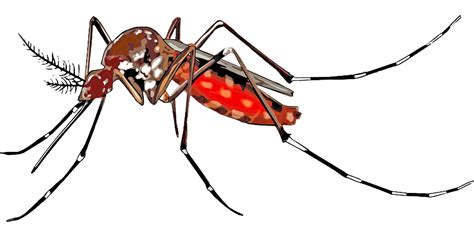 Cartoon Mosquito Free Vector Graphic On Pixabay