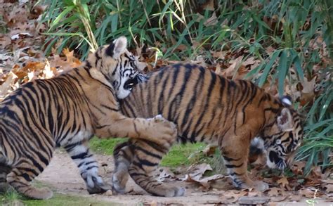 A tiger's stripes helps it to get close to prey when it is. Love, Joy and Peas: Cute Tiger Cubs Playing (Photos)