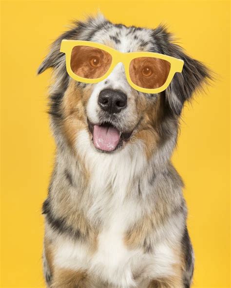 Smiling Australian Shepherd Dog Wearing Yellow Summer Glasses On A