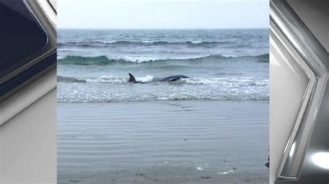 Dolphin Washes Ashore At Roger Wheeler State Beach Wjar