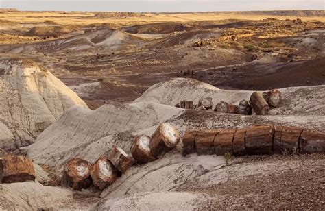 Petrified Forest National Park What To Know Before You Go