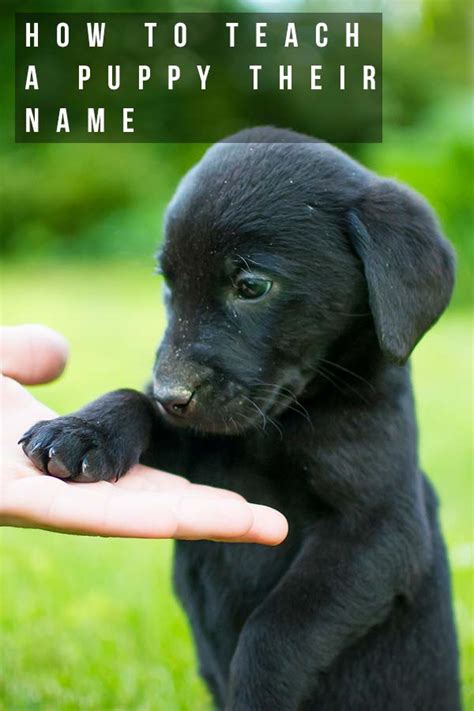 How To Teach A Puppy Their Name