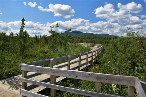 Wooden Boardwalk Pathway Across Wetland In Magog Area Stock Image