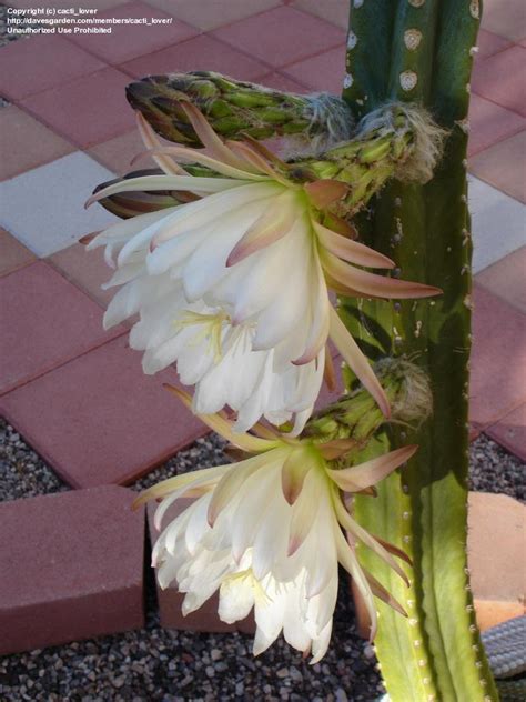 Do not bury the plant too deeply. PlantFiles Pictures: Echinopsis Species, Achuma, Aguacolla ...