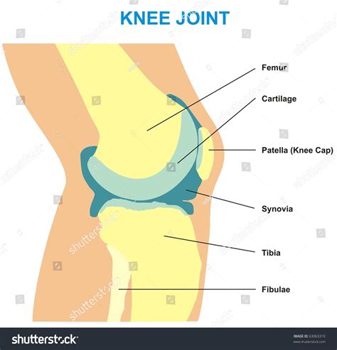 Vector Knee Joint Cross Section Showing Stock Vector 63063310