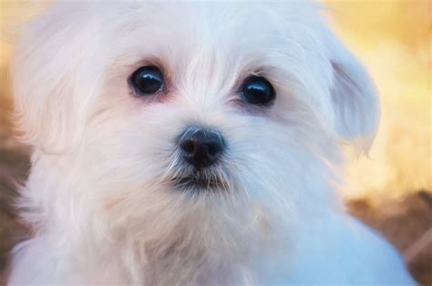 Free Images White Sweet Puppy Animal Cute Pet Small Paint