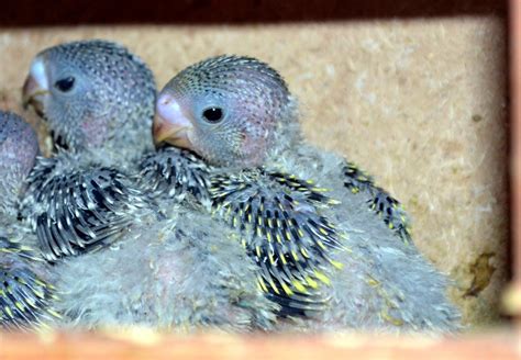 Baby Parakeets Free Stock Photo Public Domain Pictures