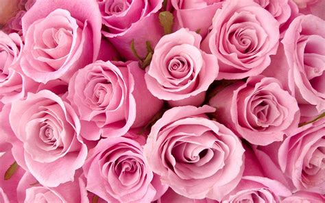 10 Latest Pink Rose Background Wallpaper Full Hd 1920×1080 For Pc