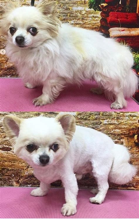 There are two distinct coat types for chihuahuas namely the short coat and long coat. Pin by margarita brito-haberkorn on dogs | Long haired ...