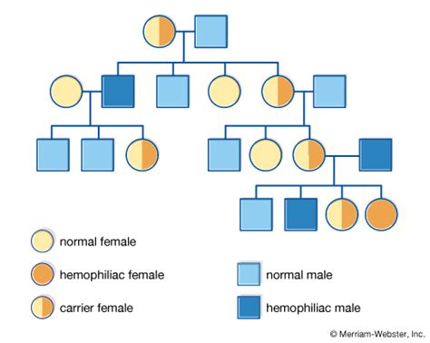 Looking for a pedigree chart maker? pedigree | Definition, Breeding, & Symbols | Britannica