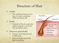PPT - Chapter 3 THE STUDY OF HAIR PowerPoint Presentation, free ...