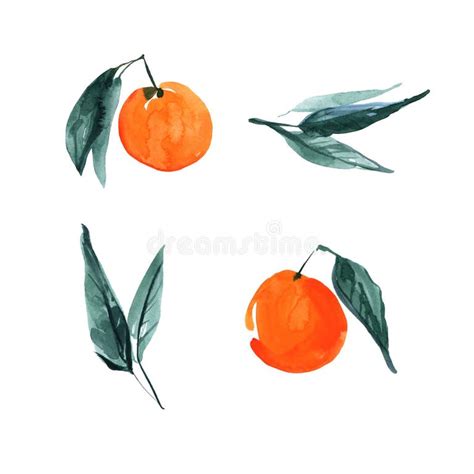 Orange Fruit Watercolor Painting Stock Illustrations 4844 Orange