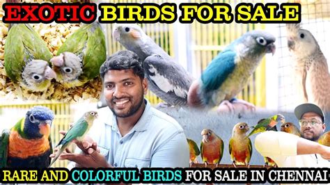 Amazing Exotic Birds For Sale In Chennai Fancy Birds Chennai பேசும்