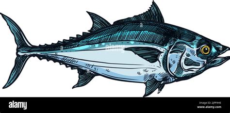 Bluefin Tuna Blackfin Longtail Fish Isolate Sketch Vector Scombridae