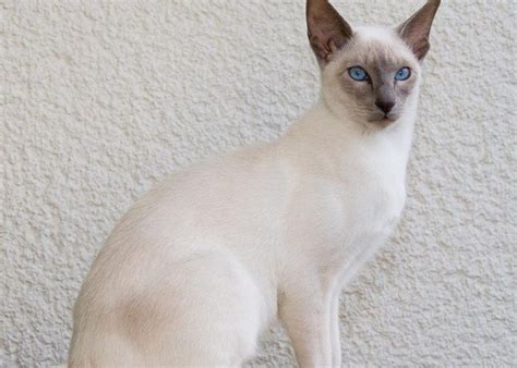 Javanese Cat Breed Information And Personality Cat Breeds Siamese