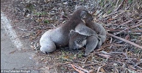 Video Of 2 Angry Koalas Locking Claws And Rolling Around In A Roadside