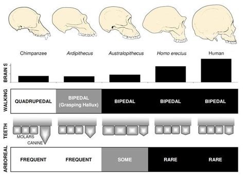 Overview Of Hominin Evolution Learn Science At Scitable Evolution
