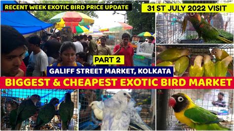 Galiff Street Bird Market Kolkata West Bengal Biggest And Cheapest Bird