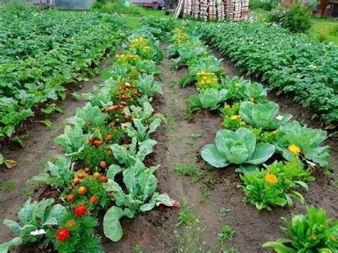 Amazing Ideas To Intercropping Vegetables And Flowers Together My