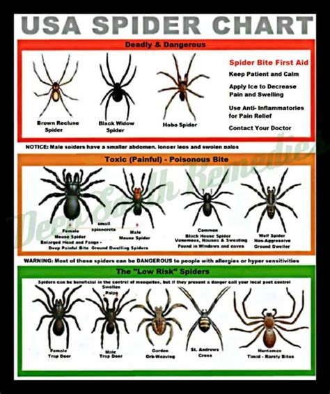 Spiders Of Michigan Identification Chart