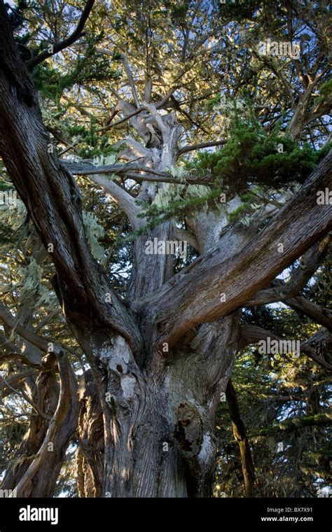 Monterey Cypress Or Macrocarpa Cupressus Macrocarpa Old Tree