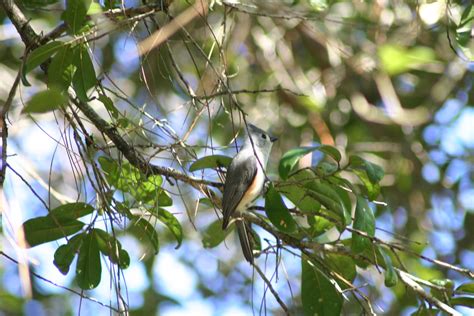 tufted titmouse finally got this guy to stay still long en… flickr