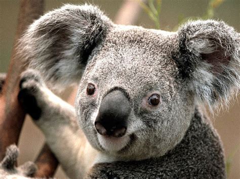 See more ideas about animals beautiful, cute animals, animals. Young Koala - Pictures, Photos & Images of Animals ...