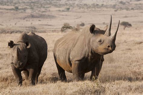 The Most Endangered African Animals Drive South Africa