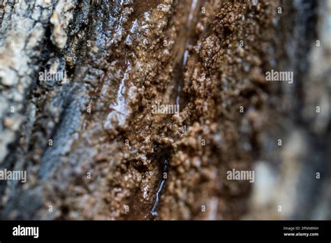 Slime Flux Infection Wetwood Bacterial Disease On Trees Fungal