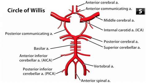 Circle Of Willis Anatomy Anatomy Book