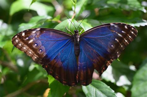 Blue Morpho Butterfly Photos By Steve Kremer