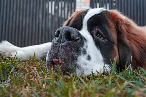 Saint Bernard — What A Temperament And Personality The Most Beloved Dog
