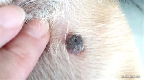 A Black Lump On The Dog And Its Not A Tick What Is Viral Papilloma