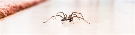 How To Get Rid Of Spiders In Your Honolulu Hi Home Sandwich Isle Blog