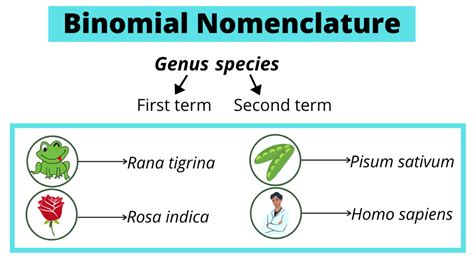Definition Of Binomial Nomenclature Rules And Examples