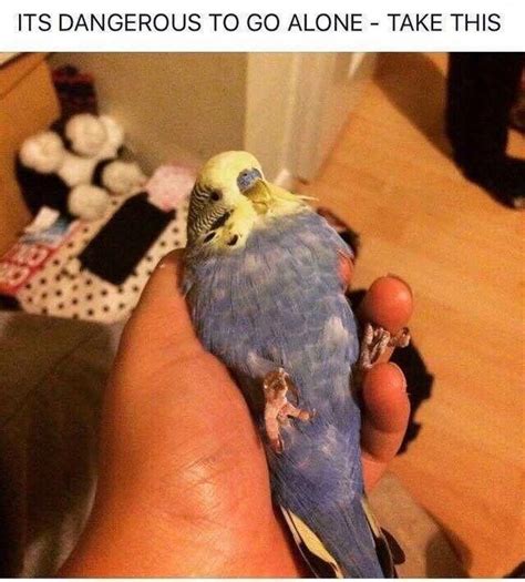 A Birb Is The Word Screming Parrot Dump Cutesypooh Funny Parrots