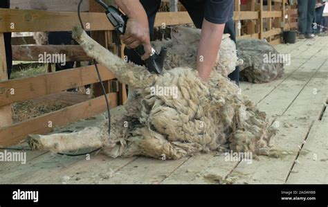 Men Shearer Shearing Sheep At Agricultural Show In Competition