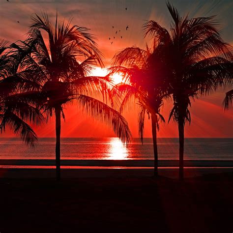 I Love Papers Nl75 Beach Vacation Summer Night Sunset Red Palm Tree Dark