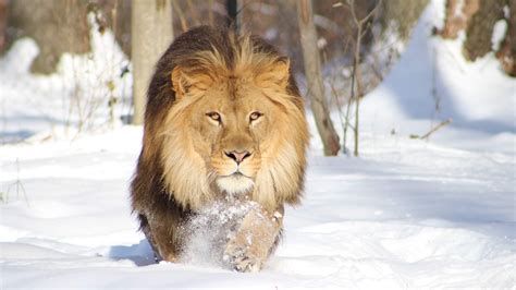 Wildlife Lion Pic Download Hd Wallpapers
