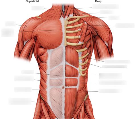 Muscles Of The Trunk Anterior View Diagram Muscle Trunks Anatomy