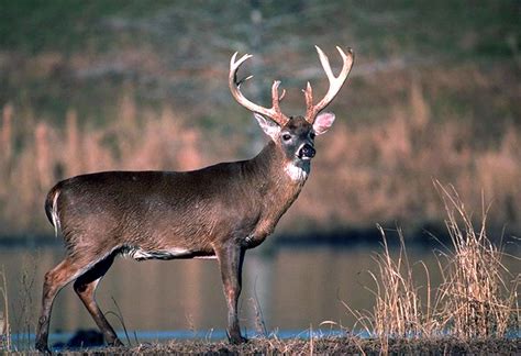 Free Download Beautiful Whitetail Buck Wallpaper 886x606 For Your