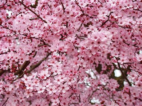 Premium wholesale flowers · quality customer service Spring Trees Pink Flower Blossoms Baslee Troutman ...