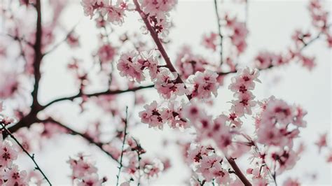 Download Wallpaper 3840x2160 Sakura Flowers Branches Flowering